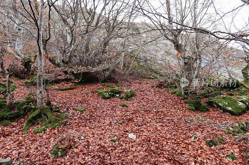 秋天的辉煌:Faedo de Ciñera的树叶覆盖的地板